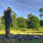 A barren tree in Richmond Park, London in HDR. August 2015.